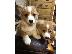 PoulaTo: Πανέμορφα Pembroke Welsh Corgi Puppies Ready.